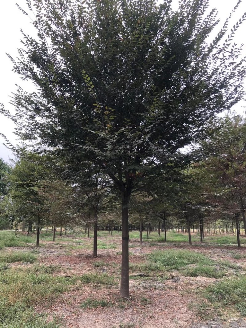 18公分榉树