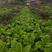芽菜青，乐山五通桥易丰蔬菜合作社种植300亩。