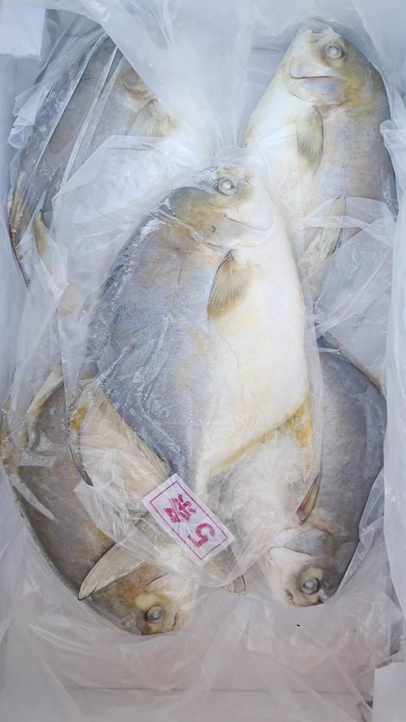 深海金鲳鱼4条，5条装各种规格型号都有现货