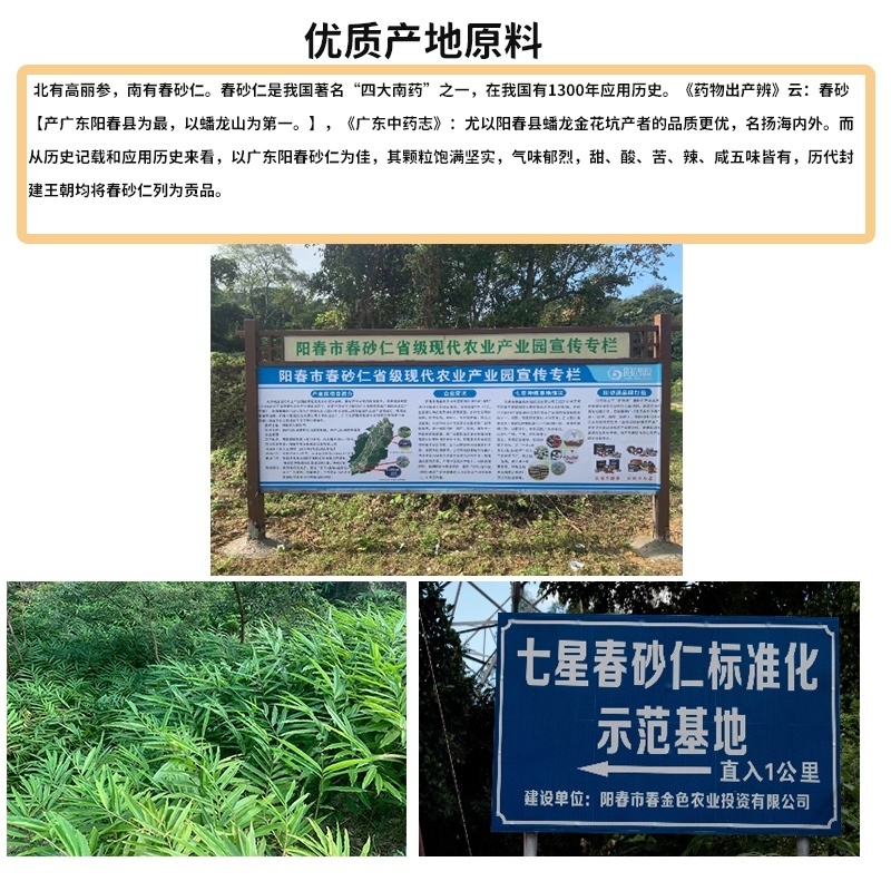 春砂仁根汤料/欢迎大家前来咨询购买/包邮到家