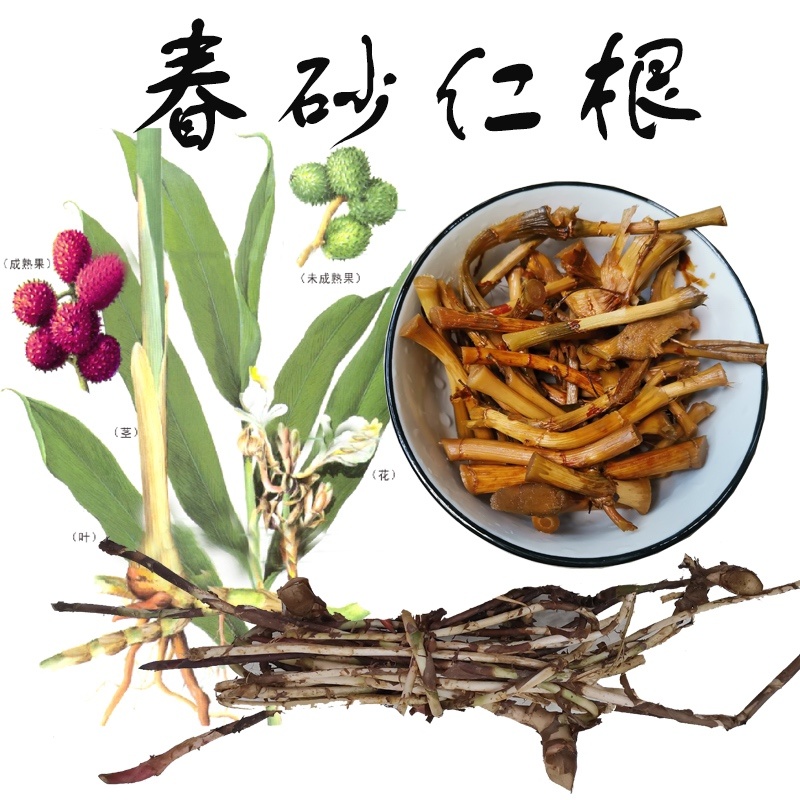 春砂仁根汤料/欢迎大家前来咨询购买/包邮到家