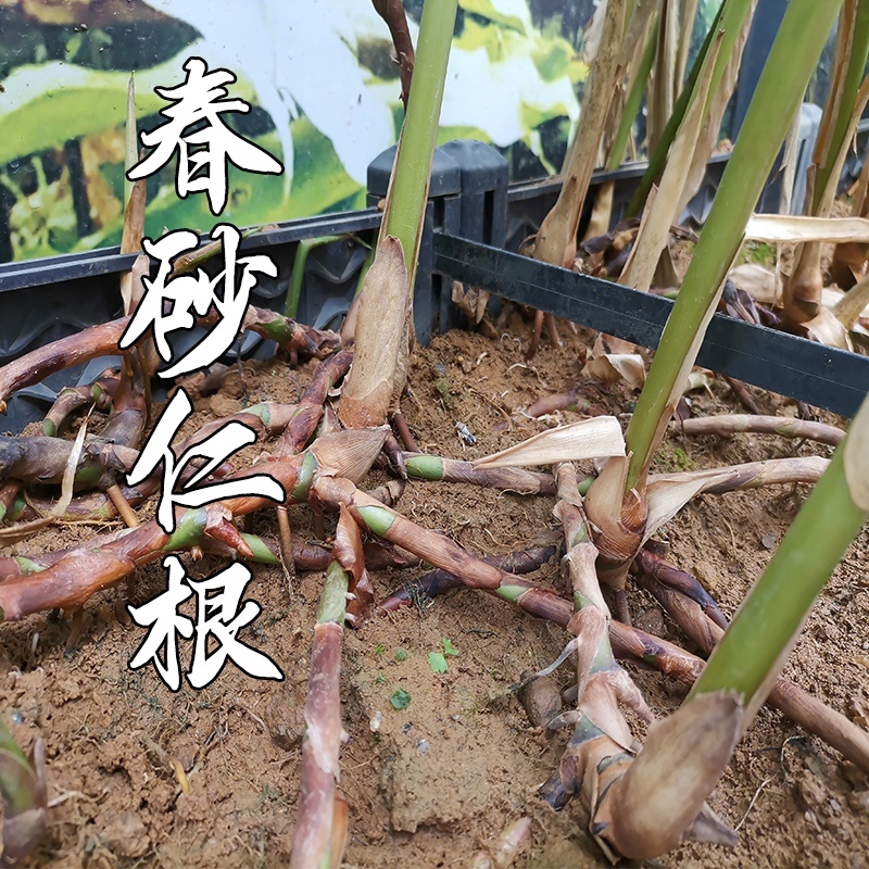 春砂仁根汤料/欢迎大家前来咨询购买/包邮到家