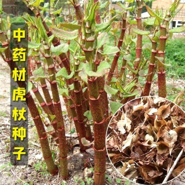 药材种子虎杖种子花斑竹酸筒杆酸汤梗黄地榆斑杖根种子