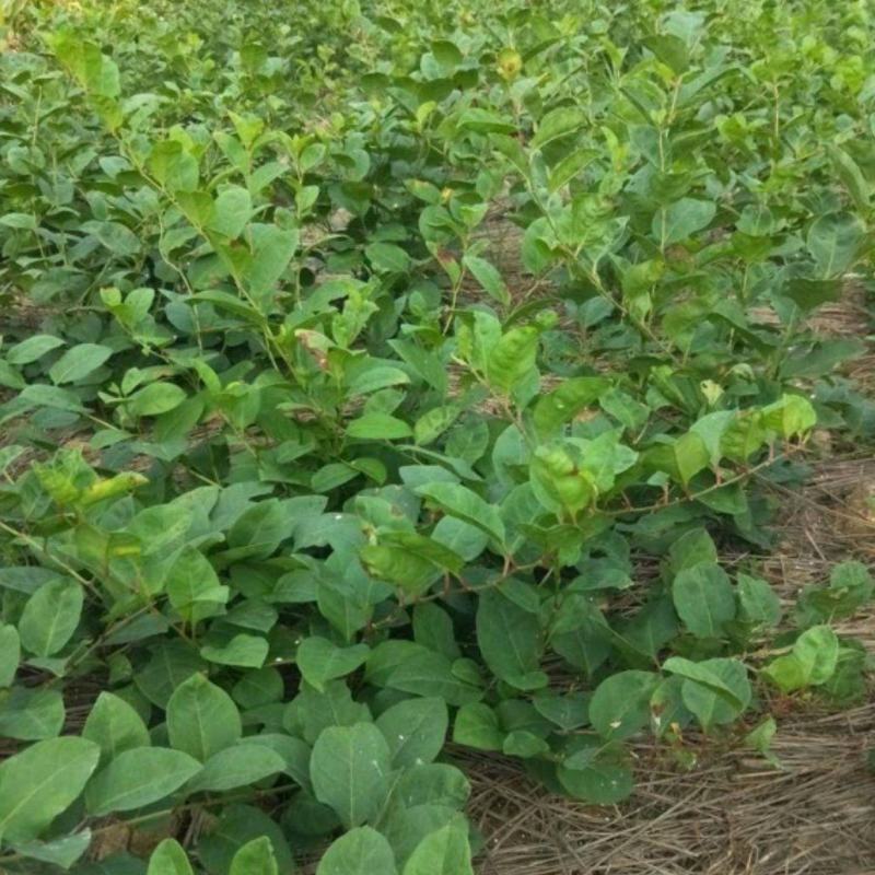 药材种子虎杖种子花斑竹酸筒杆酸汤梗黄地榆斑杖根种子