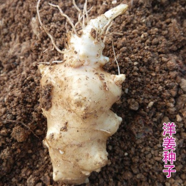 洋姜种子洋姜苗新鲜现挖野生菊芋苗鬼子姜洋姜种子苗