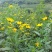 洋姜种子洋姜苗新鲜现挖野生菊芋苗鬼子姜洋姜种子苗