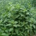 洋姜种子洋姜苗新鲜现挖野生菊芋苗鬼子姜洋姜种子苗