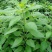 洋姜种子洋姜苗新鲜现挖野生菊芋苗鬼子姜洋姜种子苗