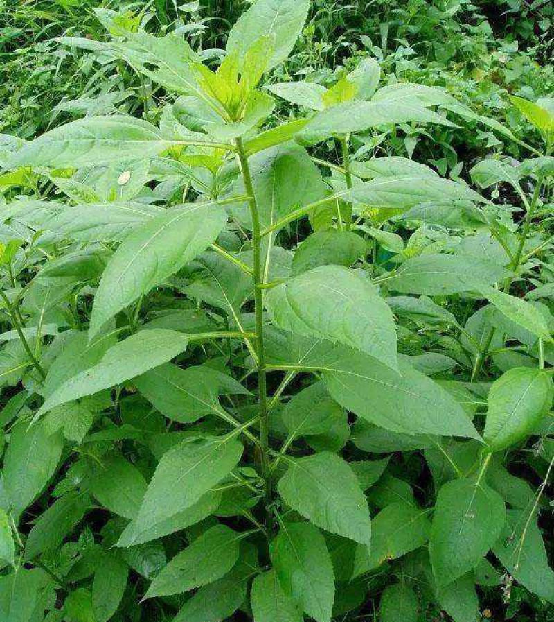 洋姜种子洋姜苗新鲜现挖野生菊芋苗鬼子姜洋姜种子苗