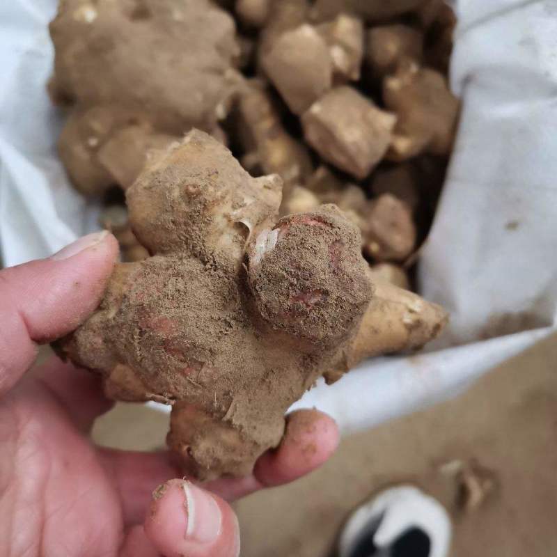 洋姜种子洋姜苗新鲜现挖野生菊芋苗鬼子姜洋姜种子苗