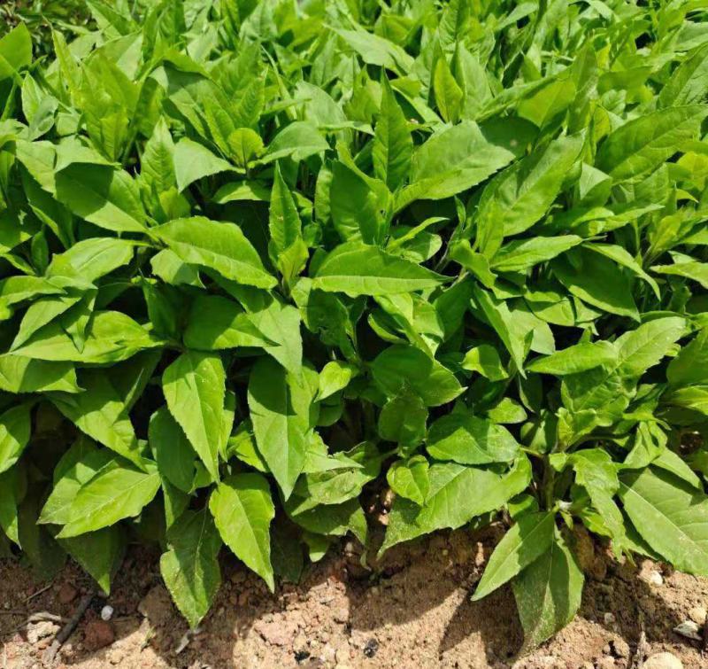 洋姜种子洋姜苗新鲜现挖野生菊芋苗鬼子姜洋姜种子苗