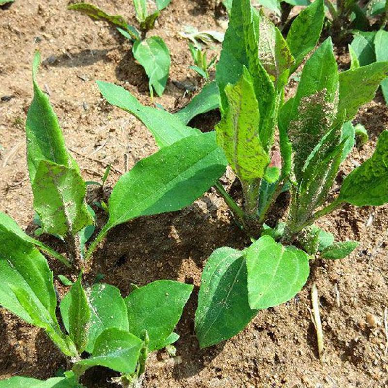 洋姜种子洋姜苗新鲜现挖野生菊芋苗鬼子姜洋姜种子苗