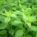 洋姜种子洋姜苗新鲜现挖野生菊芋苗鬼子姜洋姜种子苗