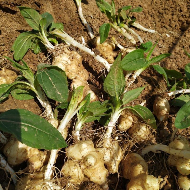 洋姜种子洋姜苗新鲜现挖野生菊芋苗鬼子姜洋姜种子苗