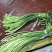 蒜薹山东冷库蒜薹白帽红帽冷库储存，产地一手货源