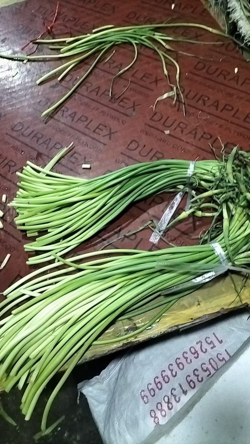 蒜薹山东冷库蒜薹白帽红帽冷库储存，产地一手货源