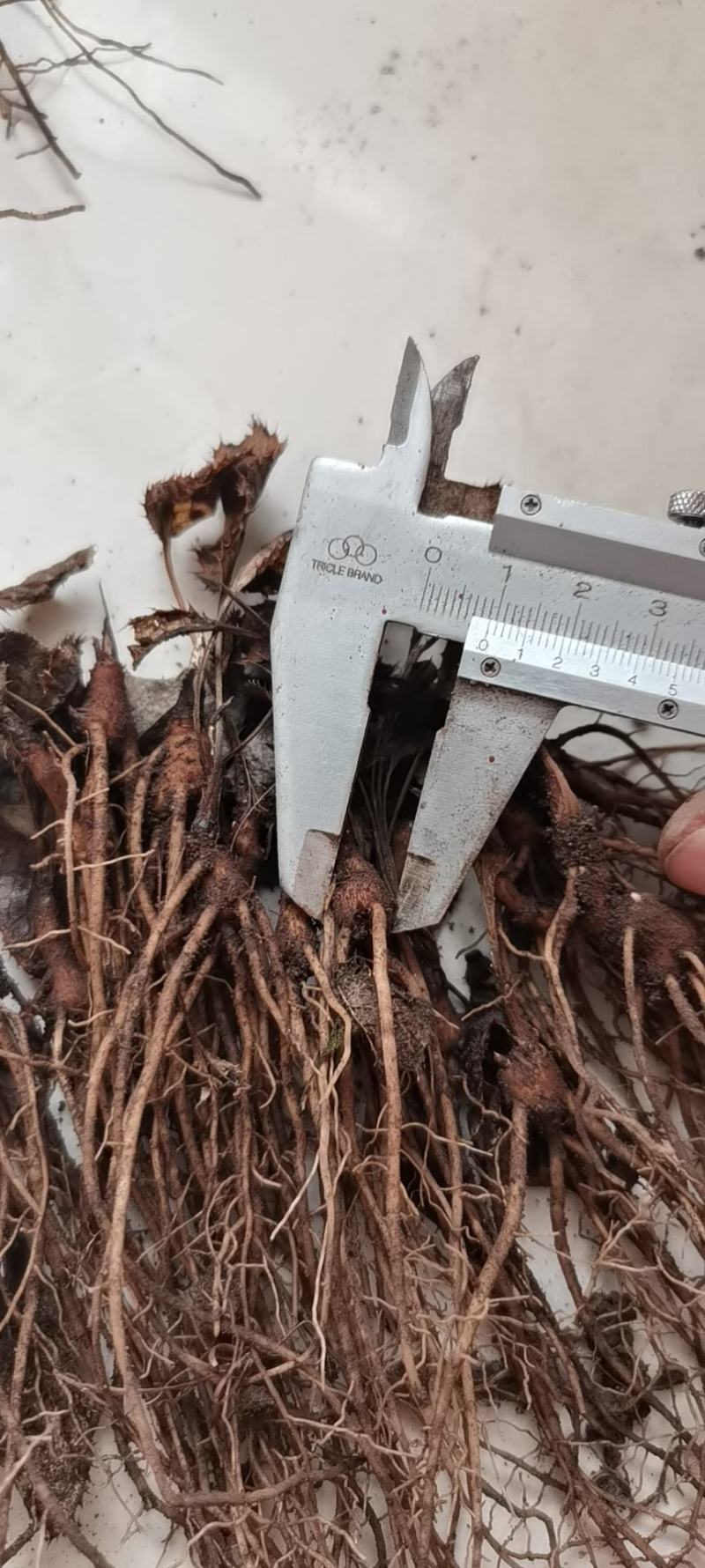朱砂点北苍术苗一年生苗产地直供现起现发