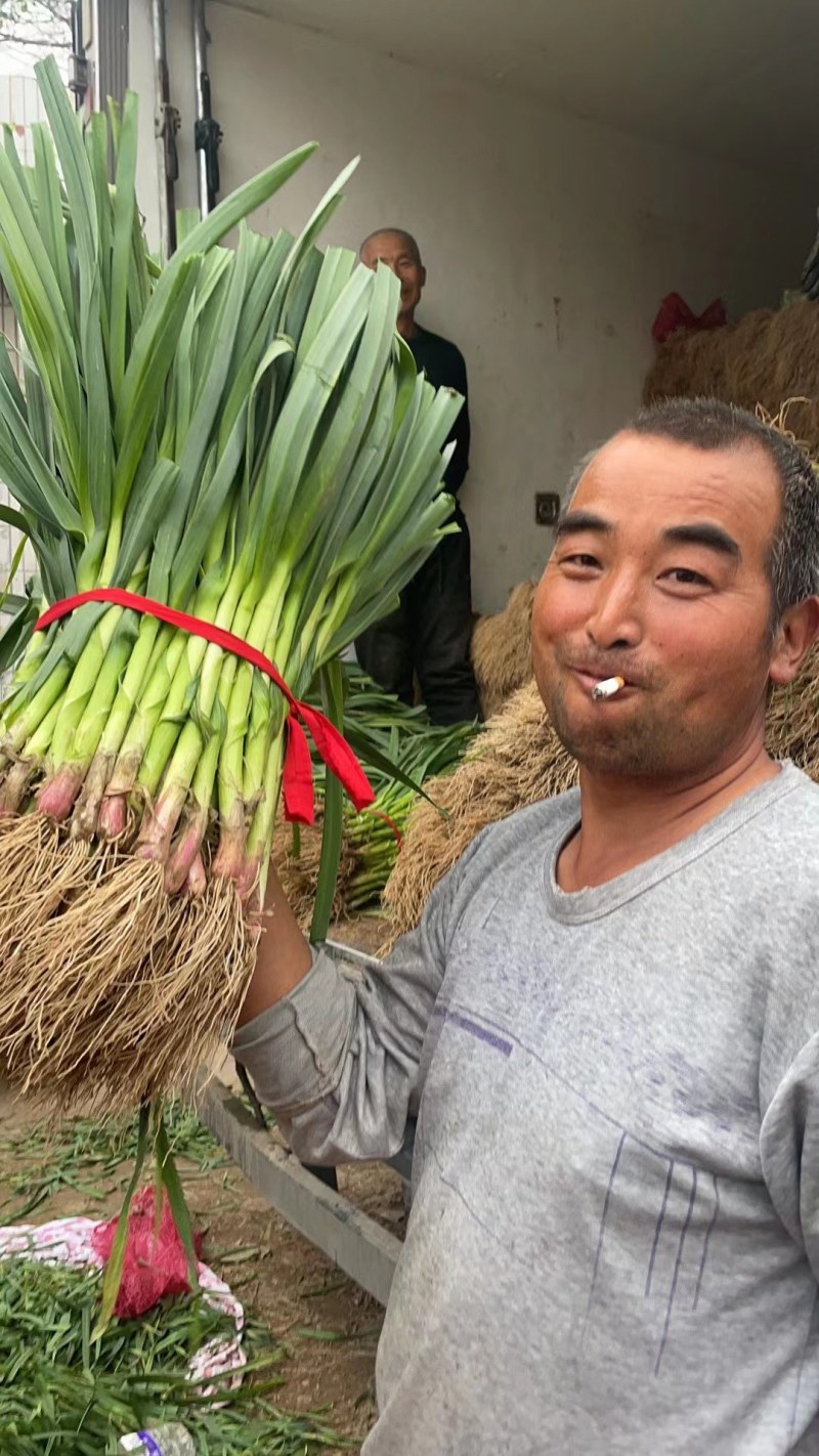 红根蒜苗地头装货要多少有多少保质保量发货全国春节前不断货