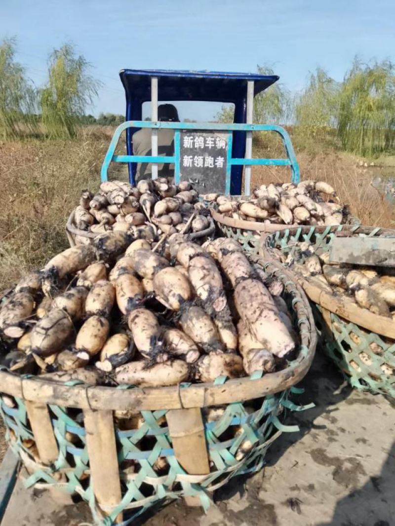 南斯拉夫连藕100亩，己大量上市需要老板抓紧联系。