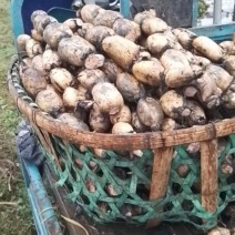 白连藕连藕100亩，大量有货，需要老板请联系，