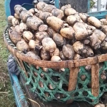 白连藕连藕100亩，大量有货，需要老板请联系，