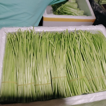精品芦蒿