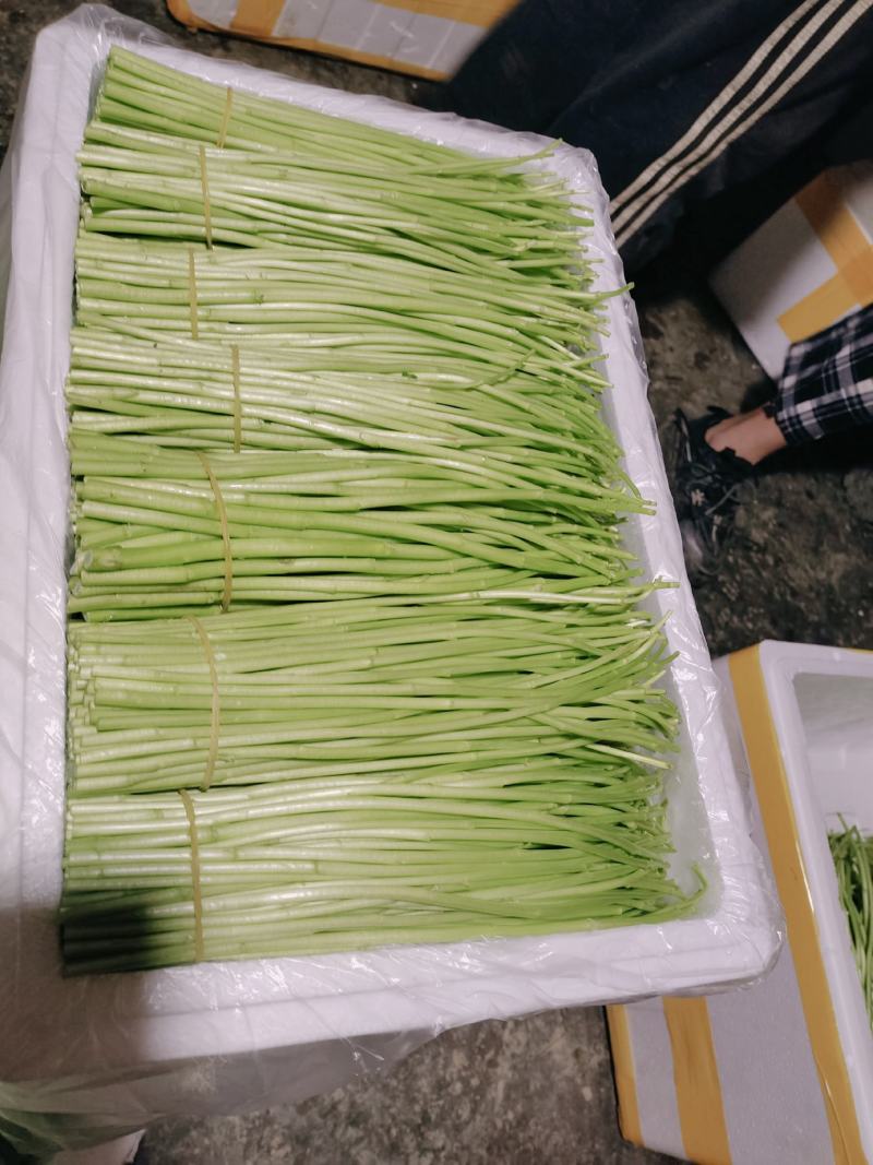 精品芦蒿