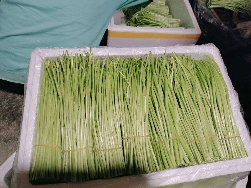 精品芦蒿