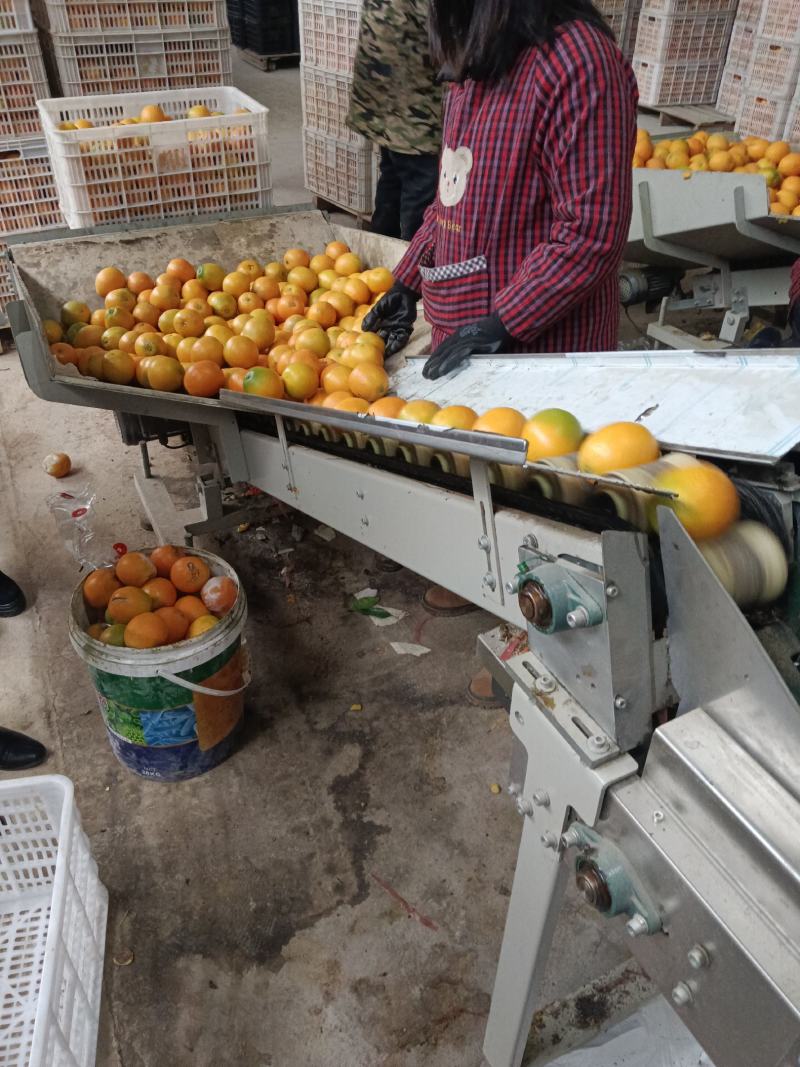 赣南脐橙二级果，高次果，果汁原料，对接加工厂