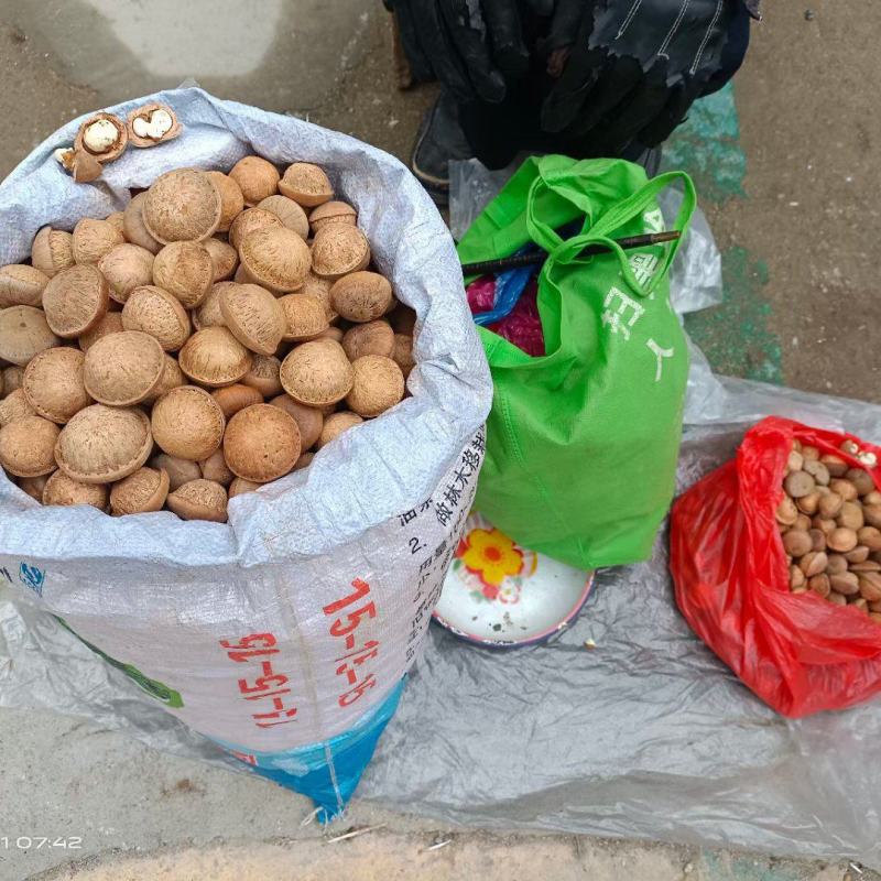 簿壳粒粒有肉的风流果