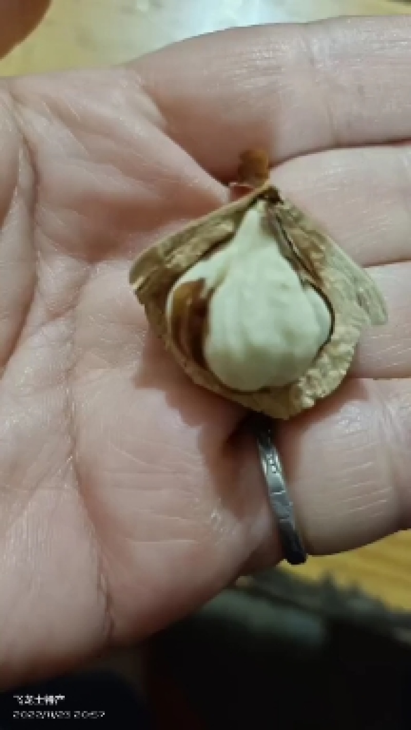 簿壳粒粒有肉的风流果