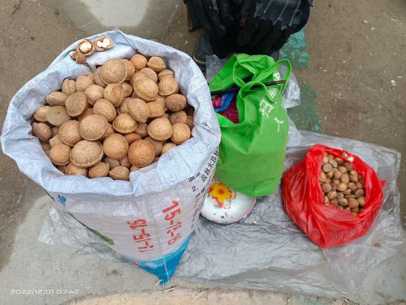 簿壳粒粒有肉的风流果