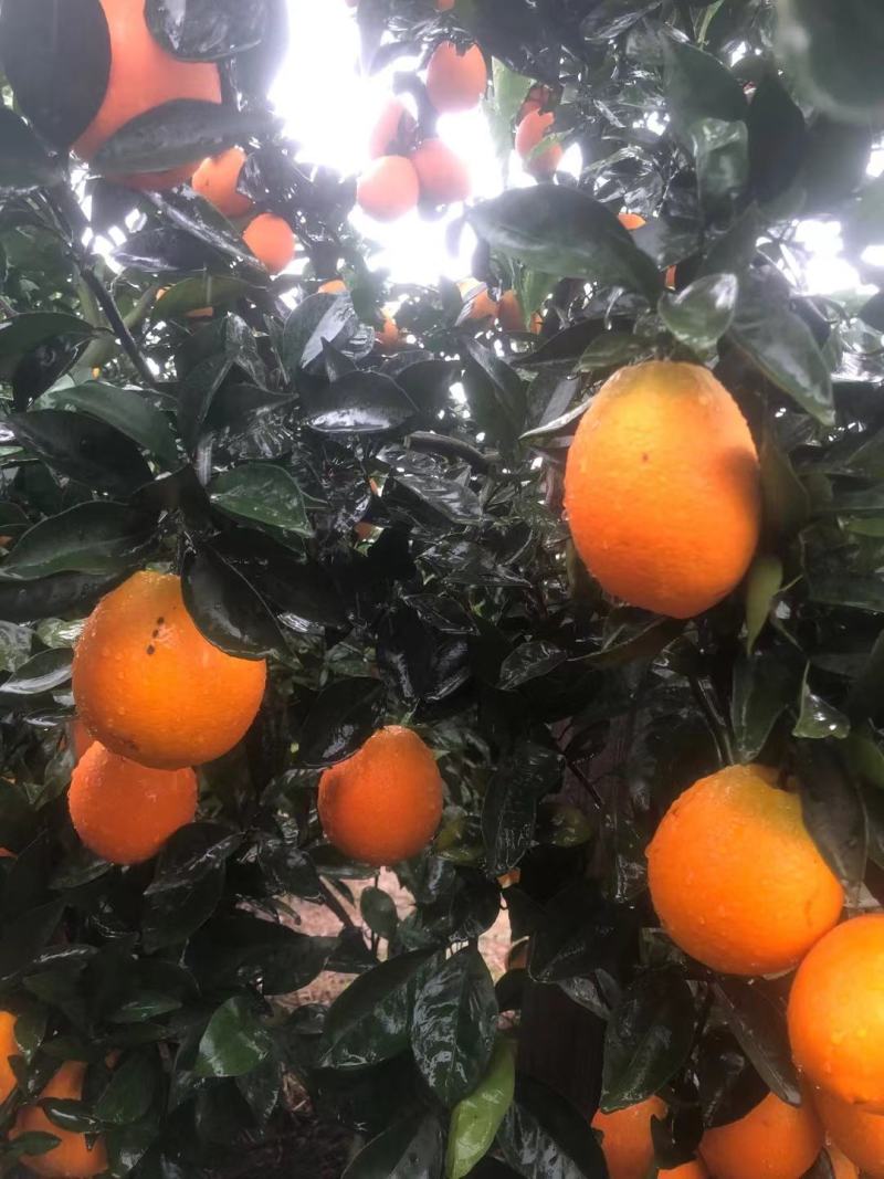 赣南脐橙二级果，高次果，果汁原料，对接加工厂