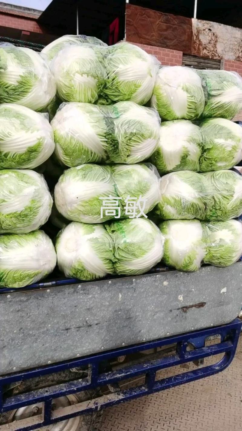 焦作博爱秦白二号圆白菜鸡腿白菜6斤左右叶片绿个头均匀