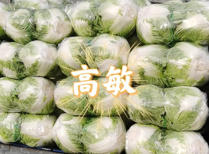焦作博爱秦白二号圆白菜鸡腿白菜6斤左右叶片绿个头均匀