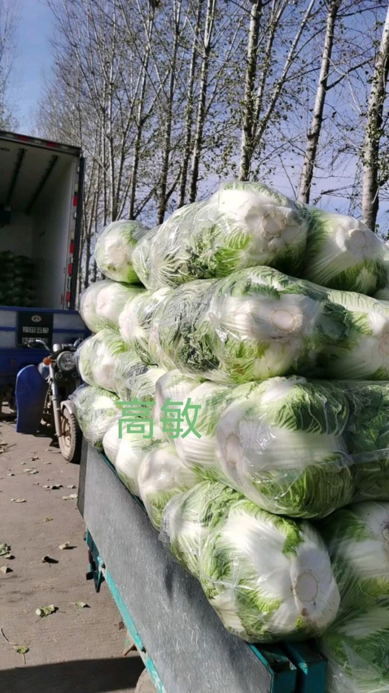 焦作博爱秦白二号圆白菜鸡腿白菜6斤左右叶片绿个头均匀