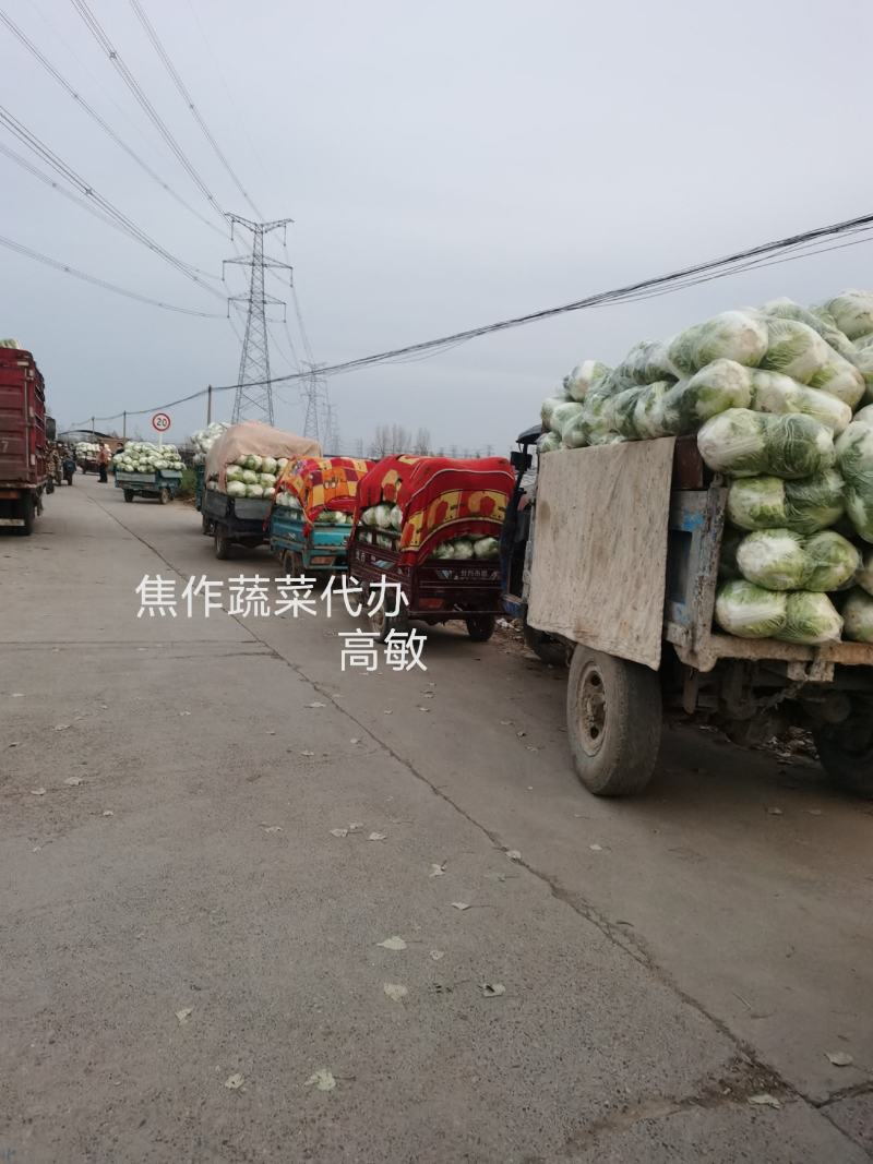 焦作博爱秦白二号圆白菜鸡腿白菜6斤左右叶片绿个头均匀
