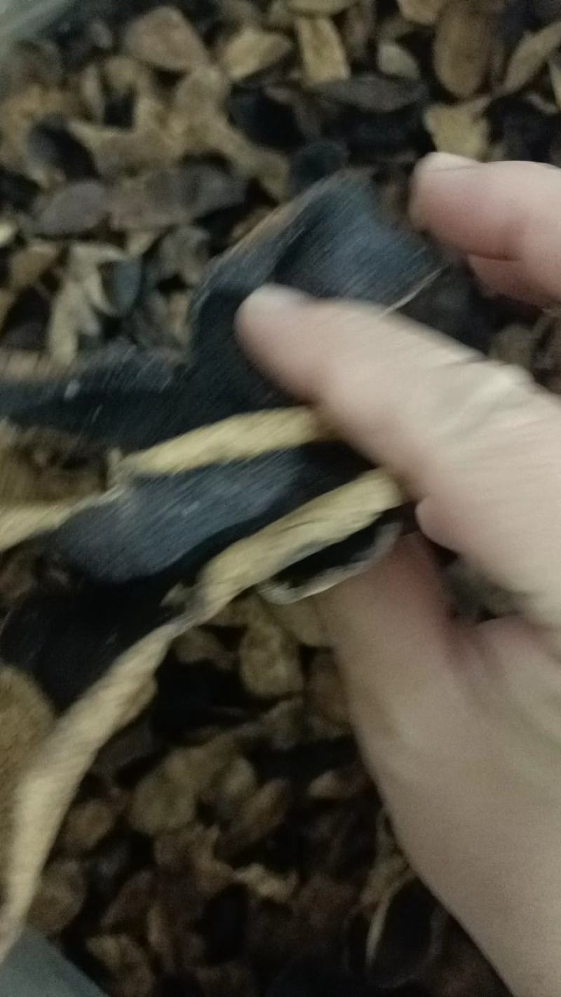 老陈皮，碎皮