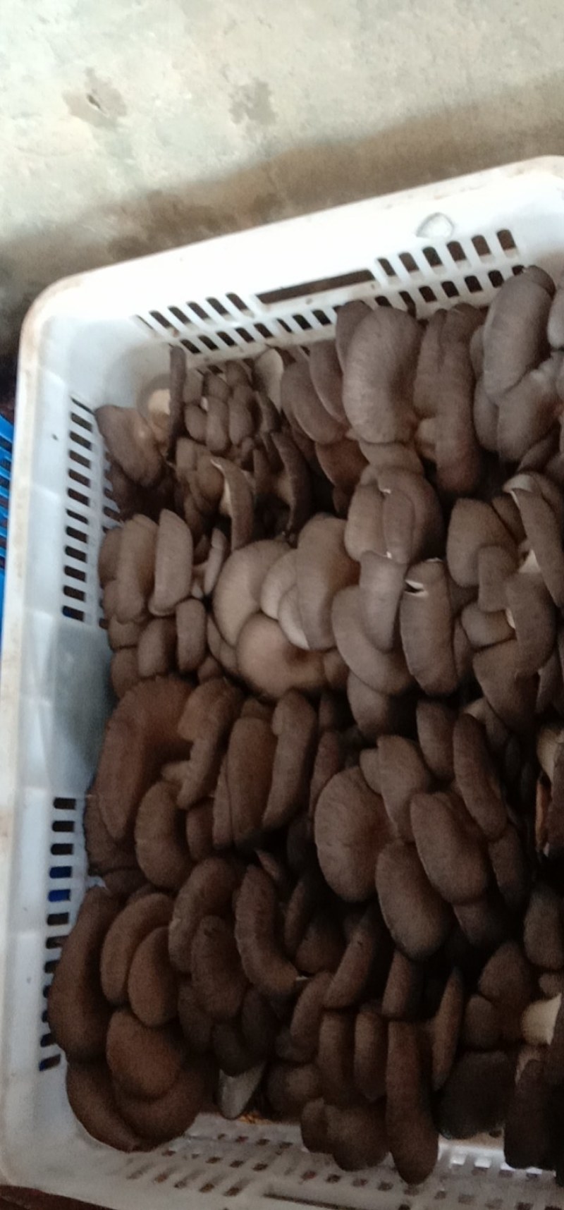 河北省，无极县，食用菌，食用菌现货，平菇，鲜平菇