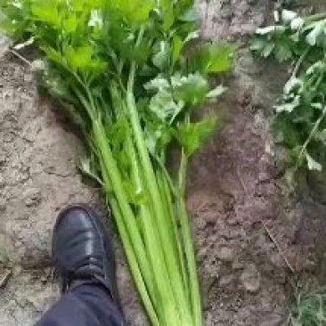 芹菜