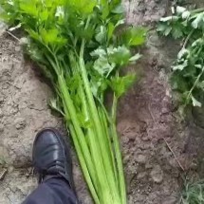 芹菜