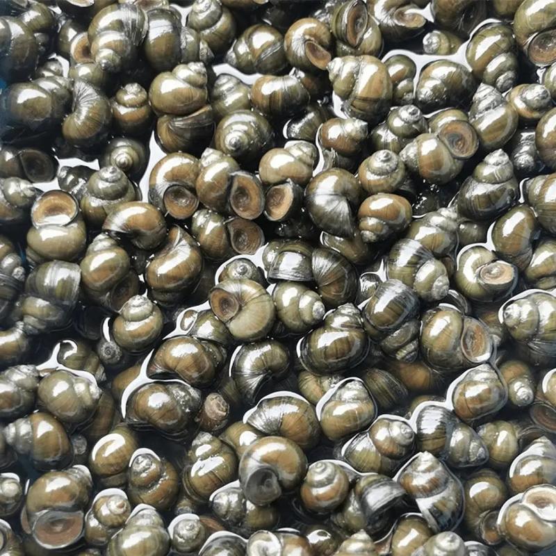洪湖鱼米之乡清水养殖石螺淡水薄壳中华田园螺蛳大量供应