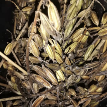 毛慈菇果夹，毛慈菇，毛慈菇果果夹基地一手货源批发教播种