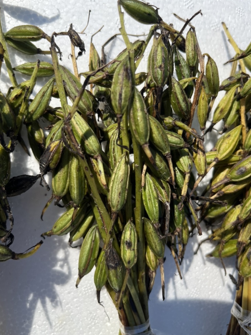 毛慈菇果夹，毛慈菇，毛慈菇果果夹基地一手货源批发教播种