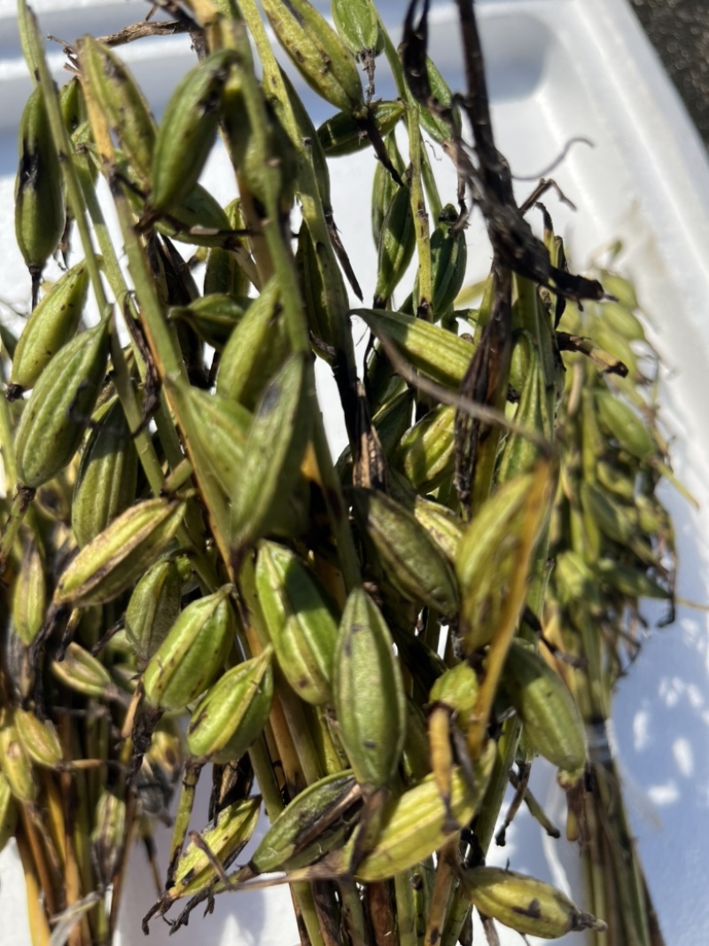 毛慈菇果夹，毛慈菇，毛慈菇果果夹基地一手货源批发教播种
