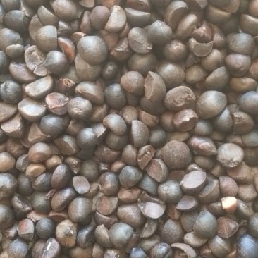 干油茶籽