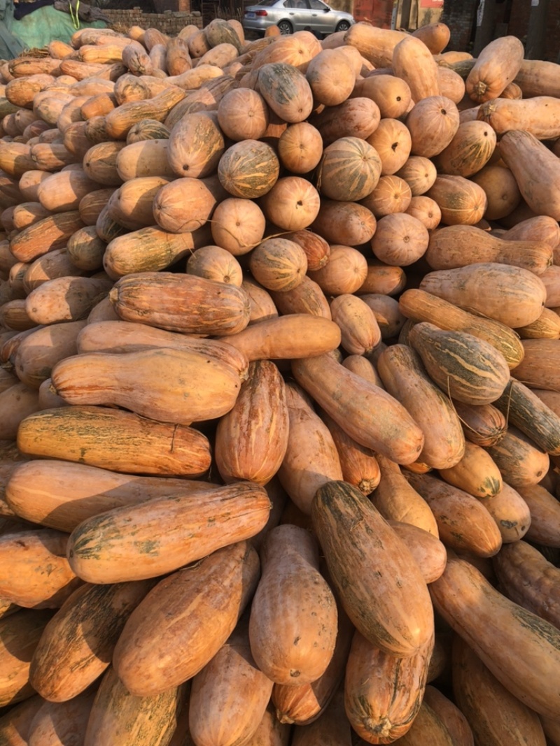 食堂南瓜工厂南瓜食品厂南瓜金韩蜜本南瓜全黄老南瓜养殖南瓜