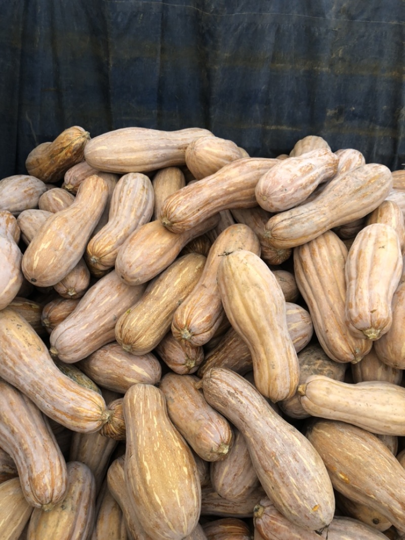 食堂南瓜工厂南瓜食品厂南瓜金韩蜜本南瓜全黄老南瓜养殖南瓜