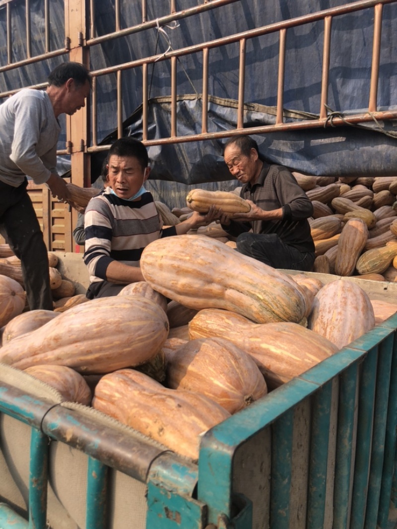 食堂南瓜工厂南瓜食品厂南瓜金韩蜜本南瓜全黄老南瓜养殖南瓜