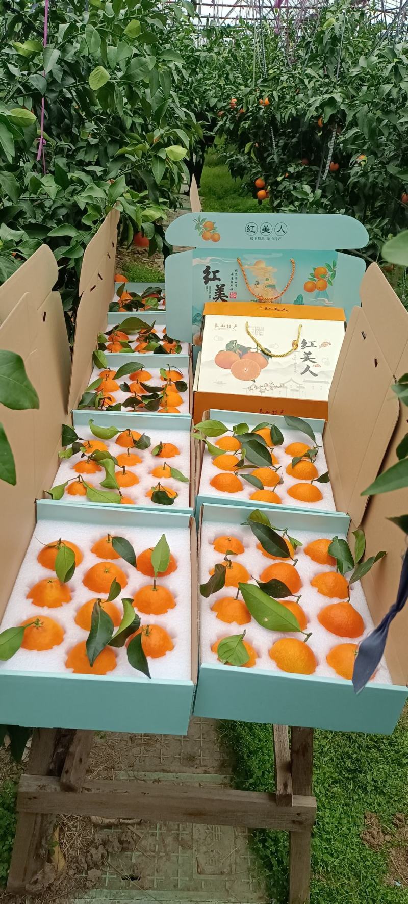 只有来自这片美丽的东方仙岛才能种出入口即化，汁多味美果子